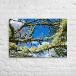 Matakohe Moss: Matakohe Moss Canvas Print
