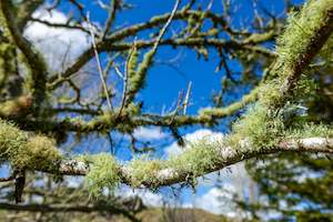 Matakohe Moss Art Paper Poster