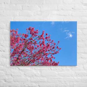 Kaipara Spring Blossoms Canvas Print