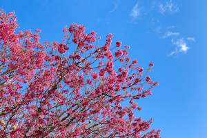 Kaipara Spring Blossoms: Kaipara Spring Blossoms Art Paper Poster