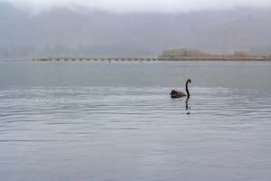Turangi Swan Art Paper Poster