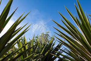 Matakohe Palm Web Art Paper Poster