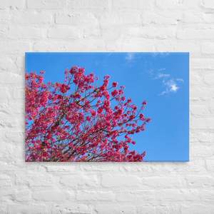 Canvas Prints: Kaipara Spring Blossoms Canvas Print