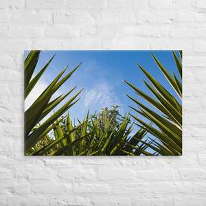 Canvas Prints: Matakohe Palm Web Canvas Print