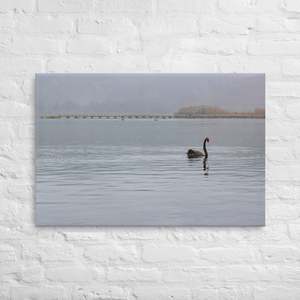 Canvas Prints: Turangi Swan Canvas Print