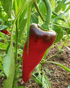 Sweet Red Peppers (Capsicums)