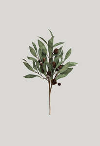 Eucalyptus & Brown Berry Wood Branch