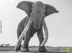 Products: Mammoth 2021 Lugard Mammoth Wines