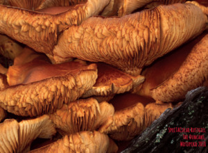 Products: Mammoth 2016 ‘Spectacular Rustgill’ Pinot Gris [SOLD OUT] Mammoth Wines