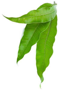 Mango Leaves 10 Pieces