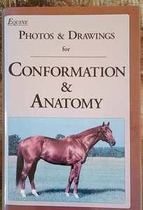 Equine Photos & Drawings for Conformation & Anatomy