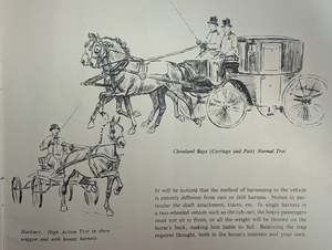 Our Horses