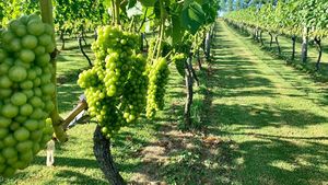 Events: Wine Tour - 4hrs