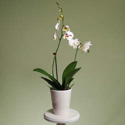 Popular: Phalaenopsis Orchid Plant