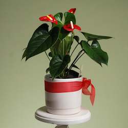 Popular: Anthurium Plant