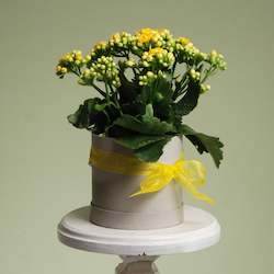 Popular: Kalanchoe Plant