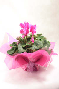 Popular: Cyclamen Plant