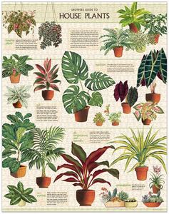 Games: Cavallini House Plants 1000 pce Puzzle