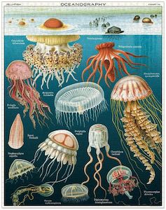 Cavallini  Jellyfish 1000 Pce  Puzzle
