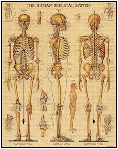 Cavallini Skeletal 1000 pce Puzzle