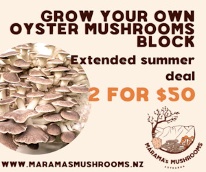 Products: Oyster Mushroom Block Deal 2 for $50