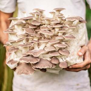 Mushroom Block: Phoenix Oyster Mushroom Block