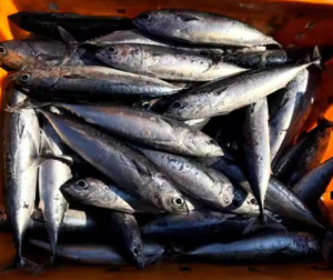Salt Ice Bait: Bait - Frozen Bullet Tuna Whole Round IQF 2kg