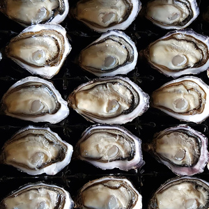 Products: Half Shell Marlborough Oysters