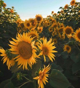 Products: Flower planning and planting guide (bonus vege planner)