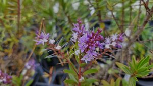 Hebe ‘Ohakea’