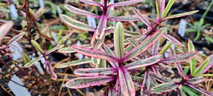 Hebe ‘Orphan Annie’