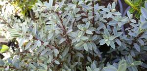 Hebe pimeleoides