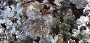Heuchera ‘Amethyst’