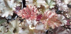 Heuchera ‘Dark Secret’