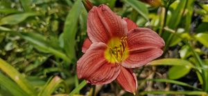 Hemerocallis ‘Crimson Icon’