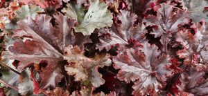 Heuchera ‘Melting Fire’