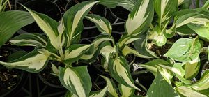 Hosta ‘Loyalist’