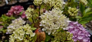 Hydrangea ‘Nigra’