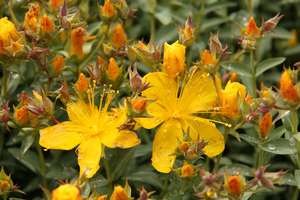 Hypericum gracilis