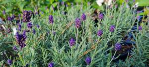 Lavender angustifolia ‘Lady’