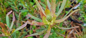 Leucadendron ‘Rising Sun’