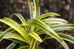 Liriope muscari ‘Gold Band’