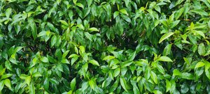 Michelia ‘Figo’