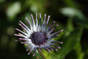 Osteospermum ‘Starry Eyes’