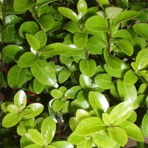 Pittosporum tenuifolium ‘Mountain Green’