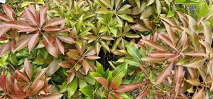 Pieris ‘Mountain Fire’