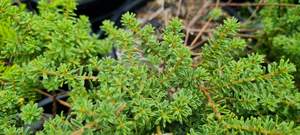 Pultenaea ‘Wallum Gold’