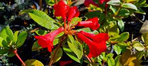 Rhododendron vireya ‘Fire Mountain’