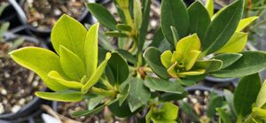 Rhododendron ‘Saxon Glow’