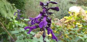 Salvia ‘Black Knight’
